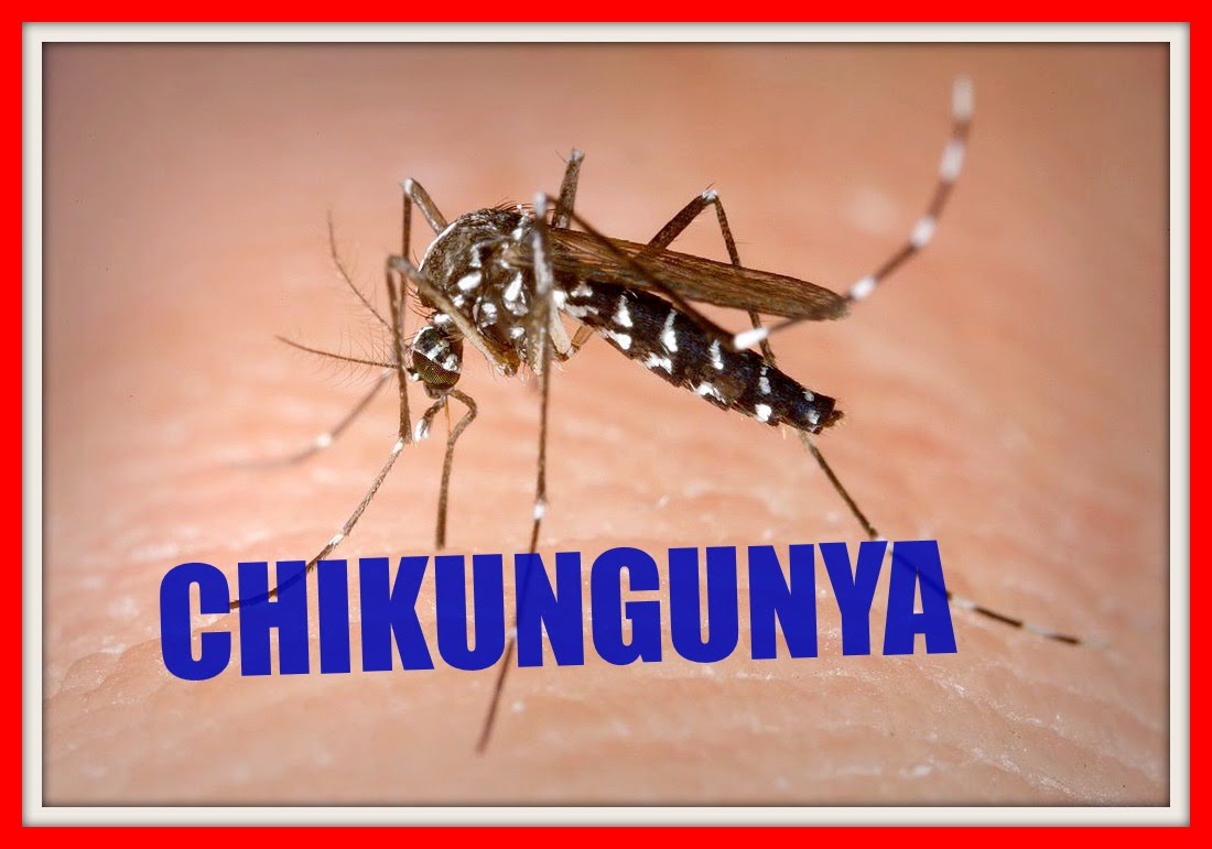 chikungunya.jpg