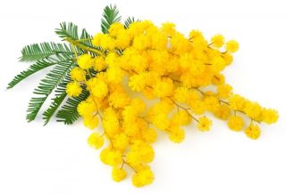 mimosa-320x218.jpg
